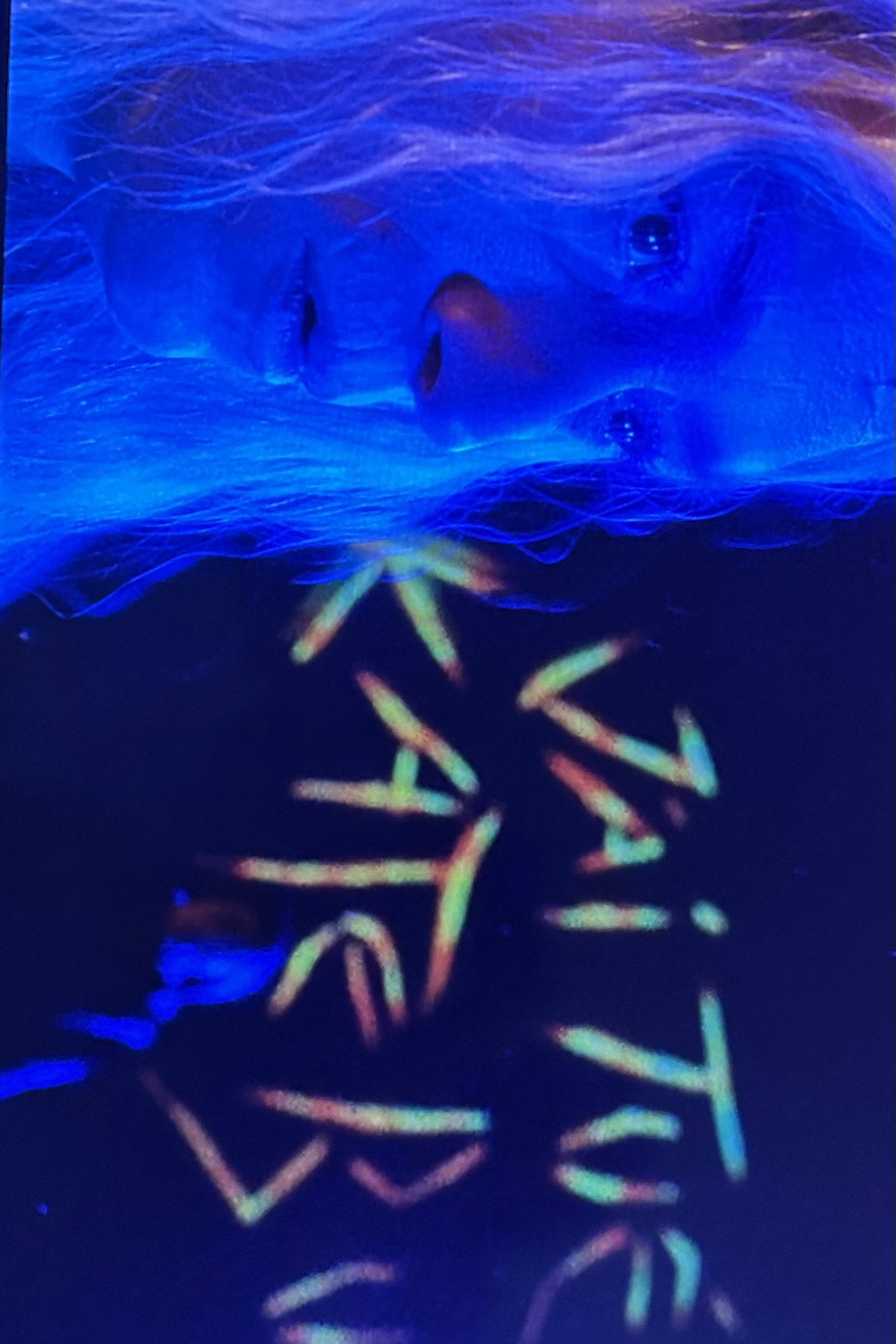 J'ai tué Kate Bush Backdrop