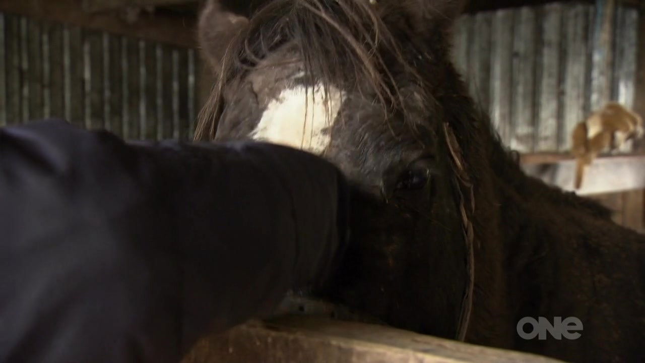 Keeping Up With The Kaimanawas — Épisode 4