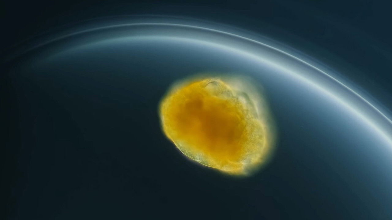 Journey to the Microcosmos — Épisode 16