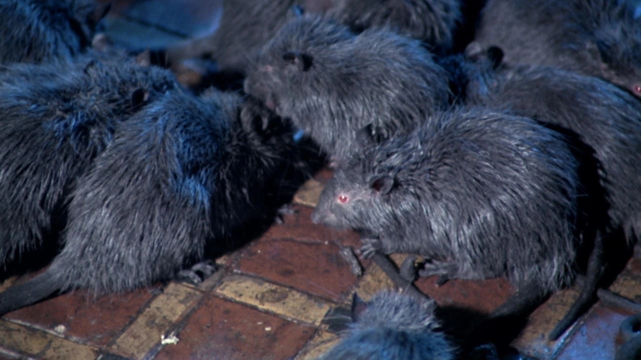 Scen från Rats: Night of Terror