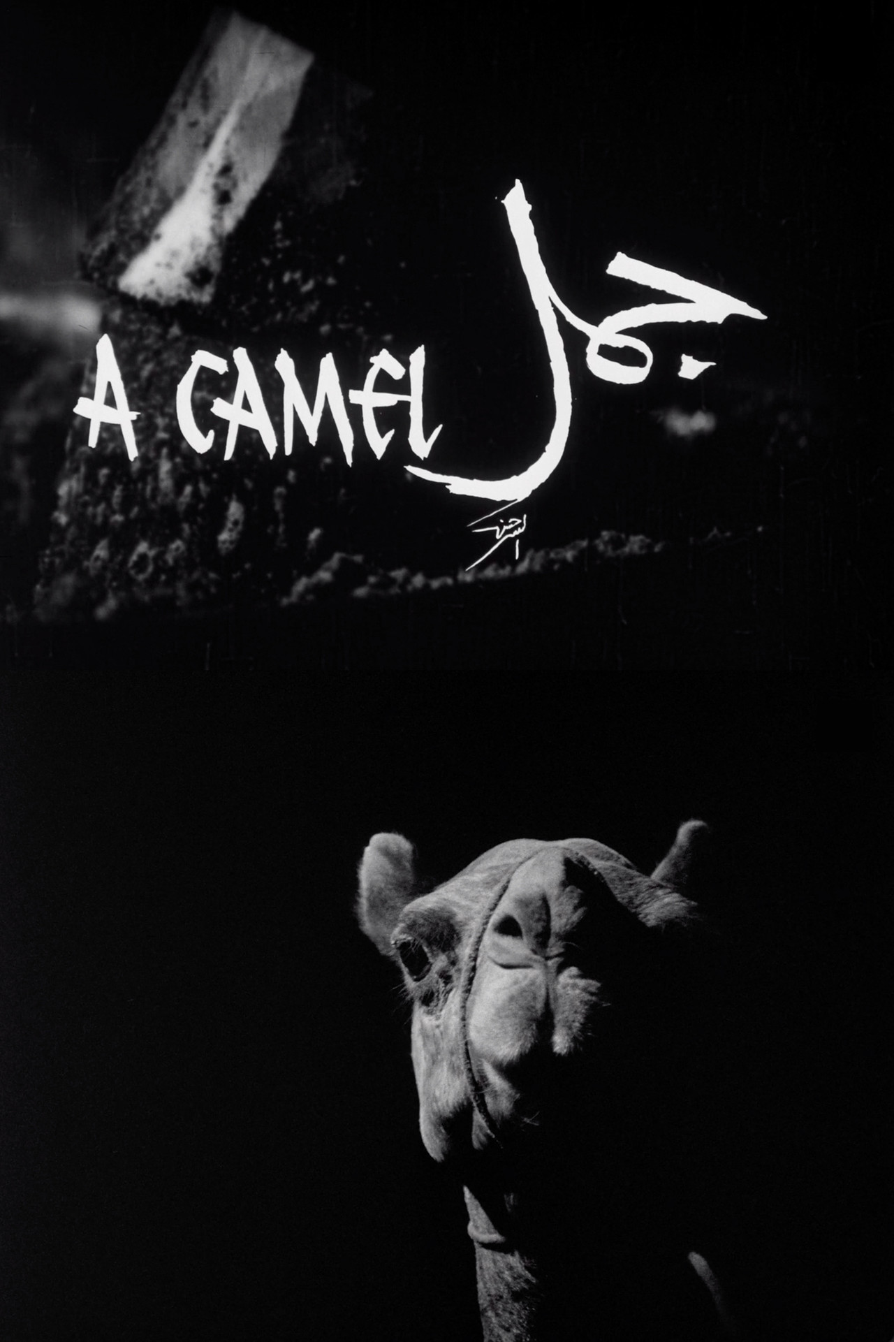 جمل filmaffisch