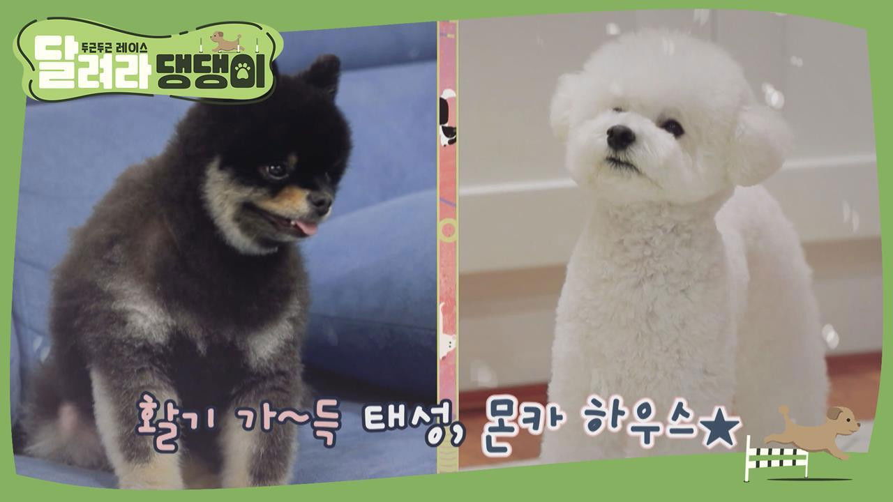 달려라 댕댕이 — Épisode 2