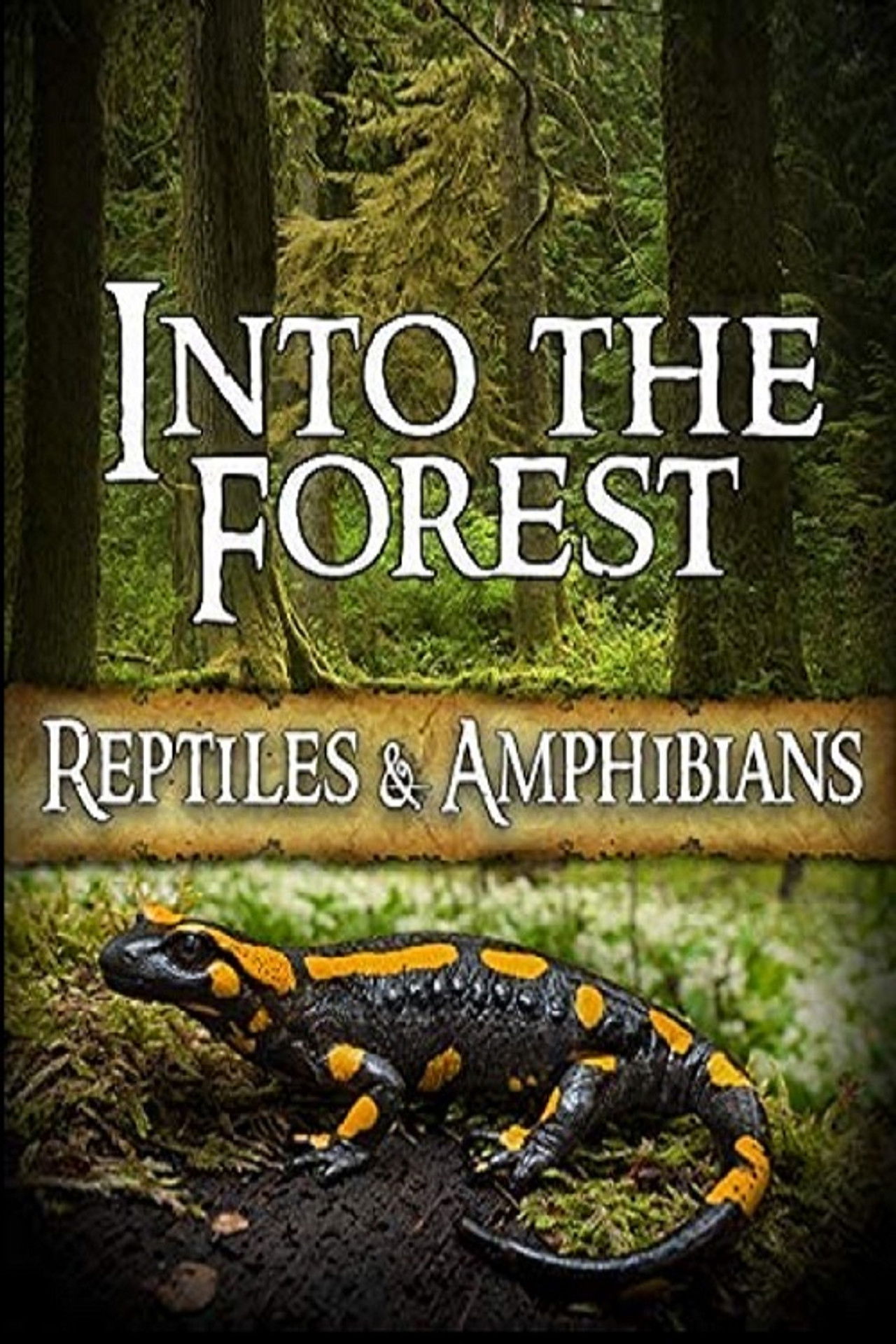 Into the Forest: Reptiles & Amphibians Backdrop