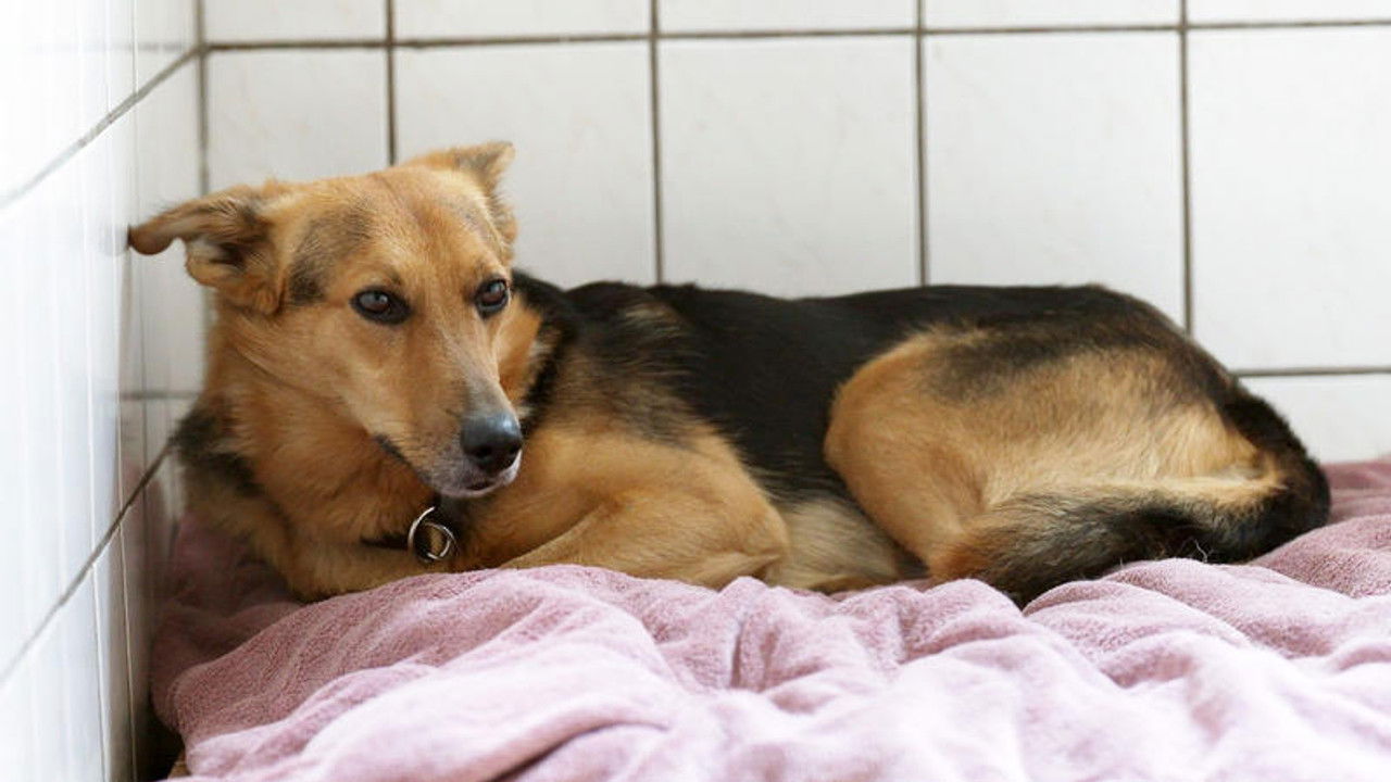 Die Unvermittelbaren - mit Martin Rütter — Épisode 3