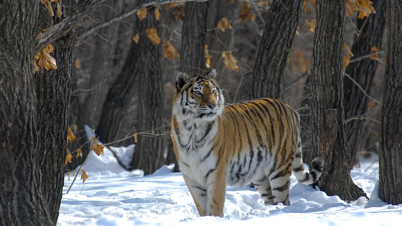 Russland - Im Reich der Tiger, Bären und Vulkane background