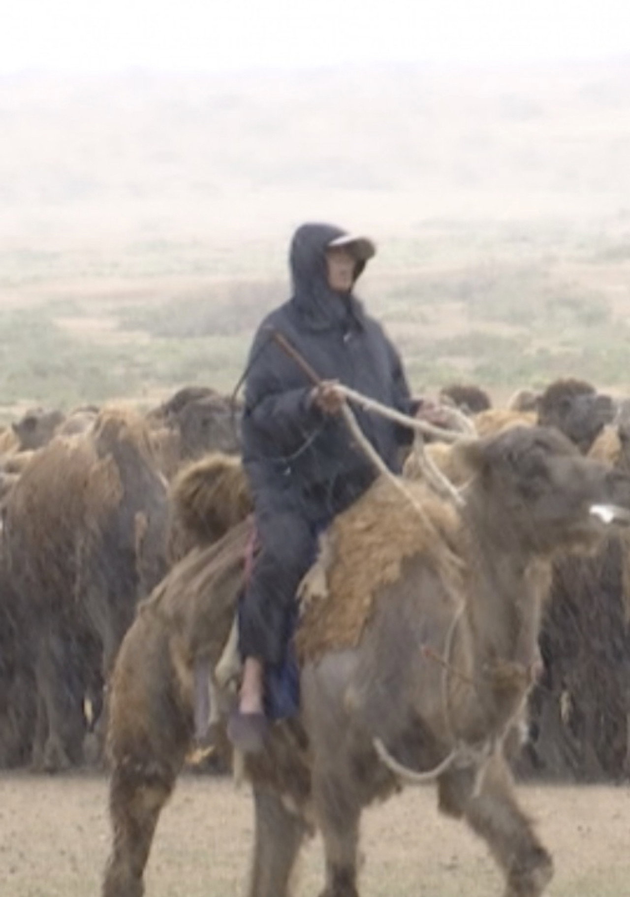 The Disappearing Camel Caravan poster