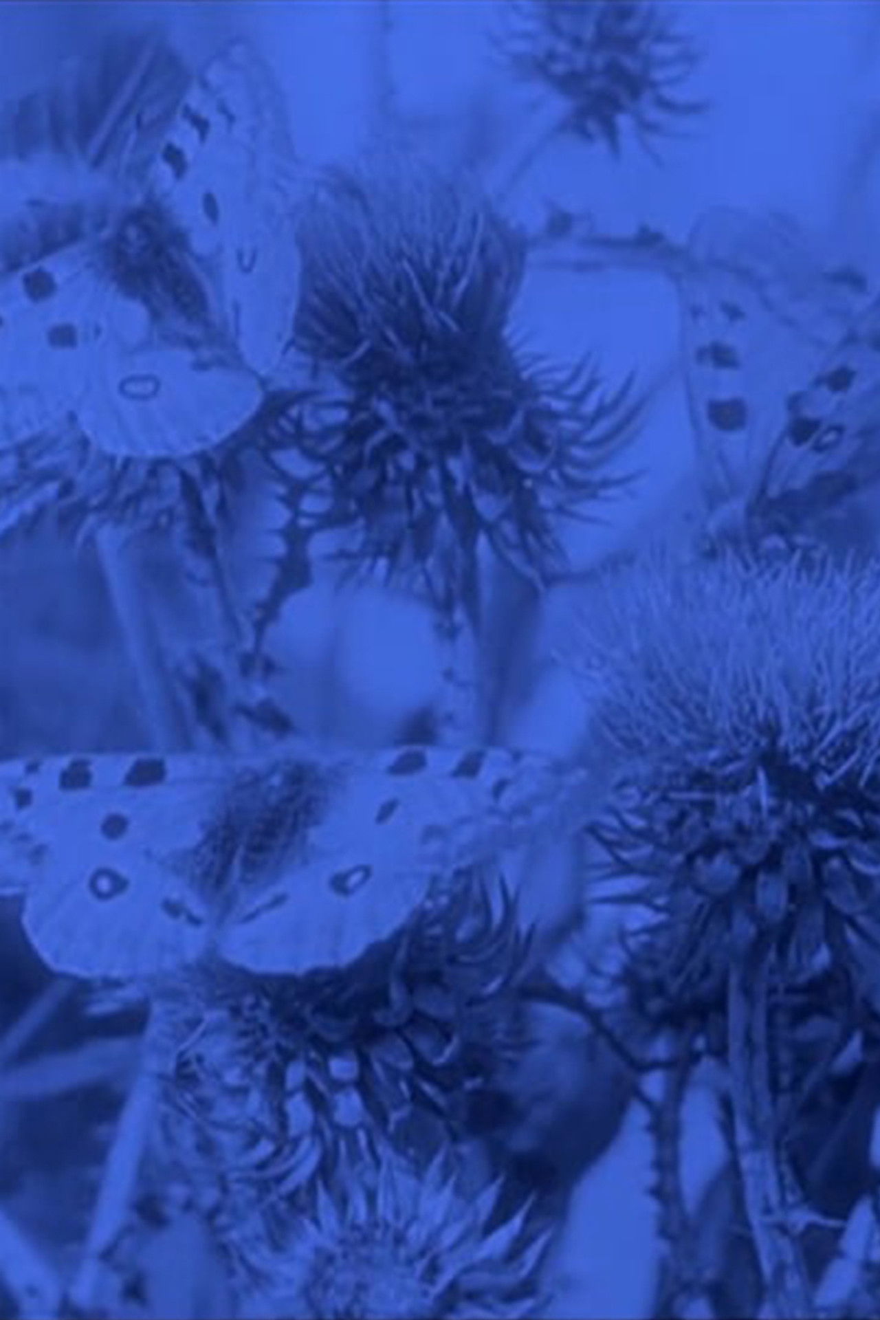 The Life of the Butterfly 1911