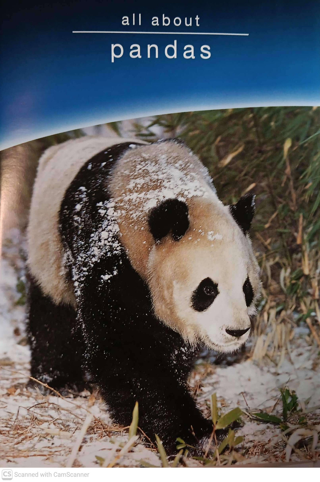 all about pandas