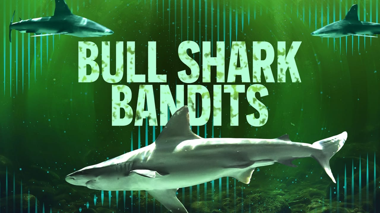 Bull Shark Bandits background