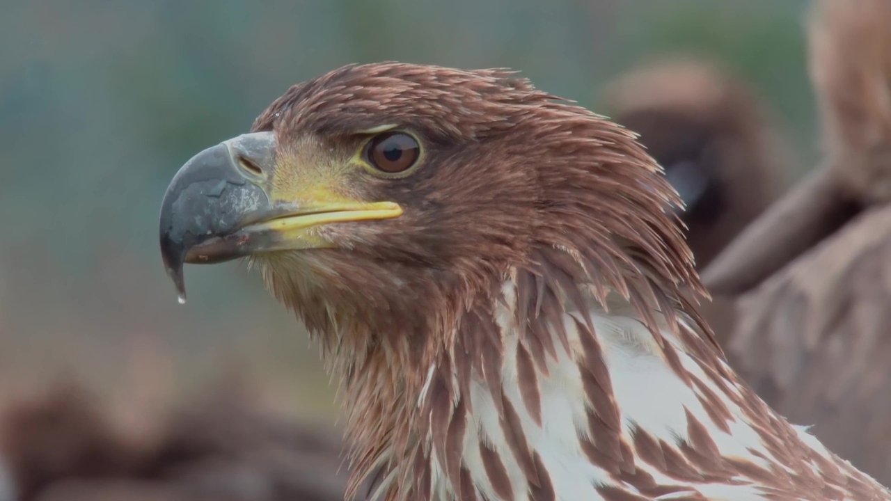 The World of Birds of Prey – Right to Survival