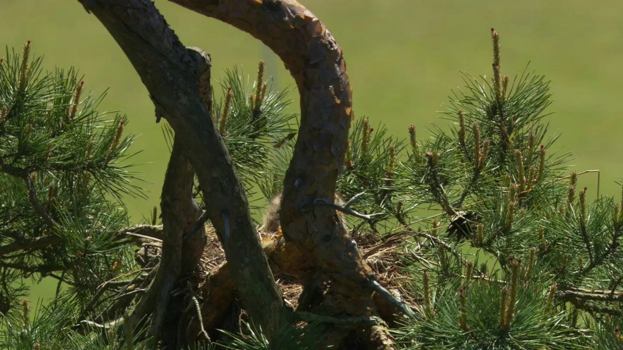 Golfing with Animals