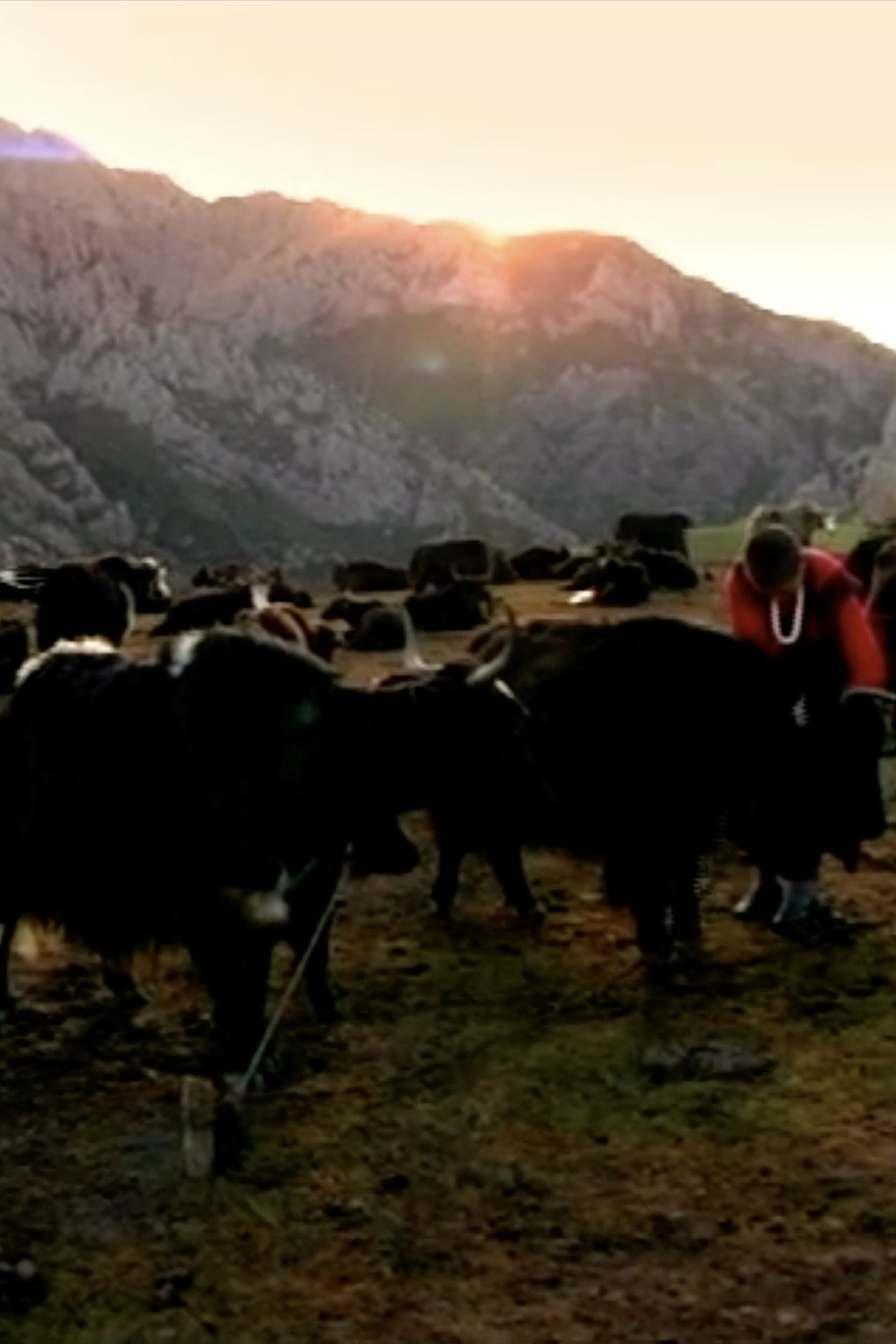 རྩམ་པ། filmaffisch