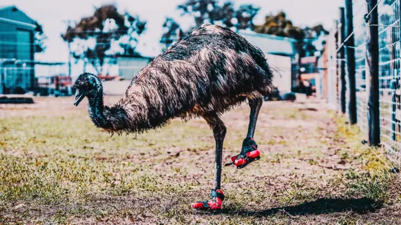 The Wizard of Paws - Season 7 Episode 7 : Buster's New Kicks