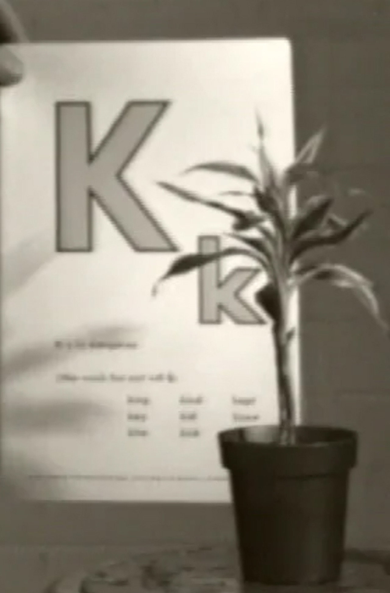 Teaching a Plant the Alphabet filmaffisch