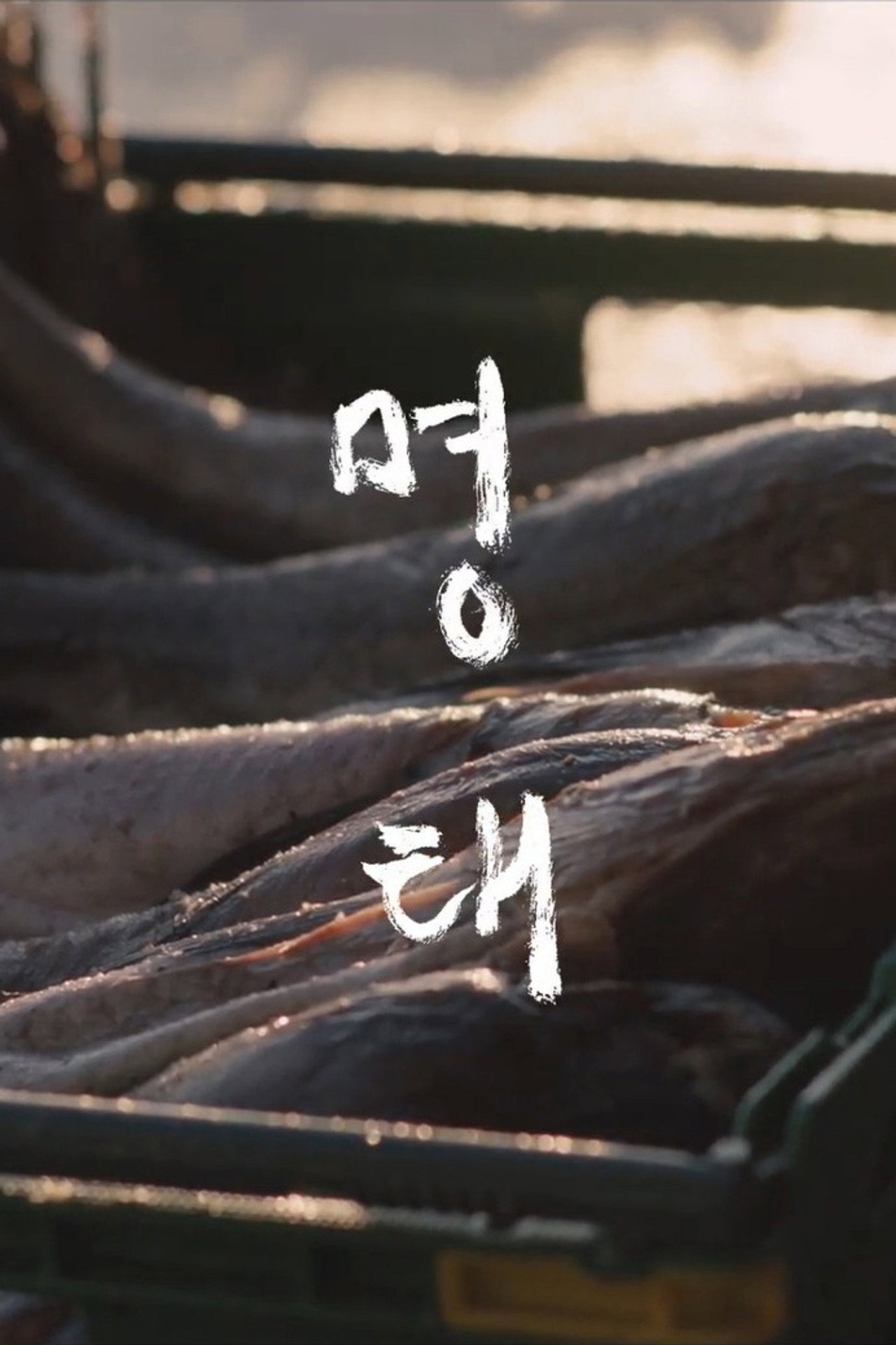 명태 filmaffisch