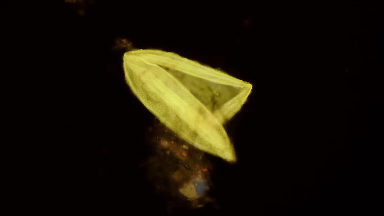 Journey to the Microcosmos — Épisode 21