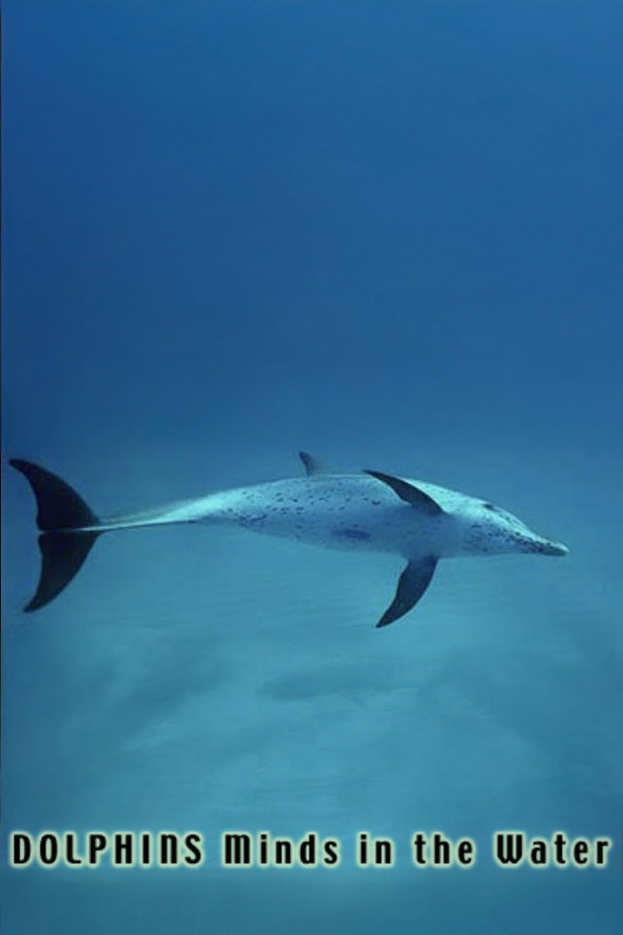 Dolphins: Minds in the Water Backdrop