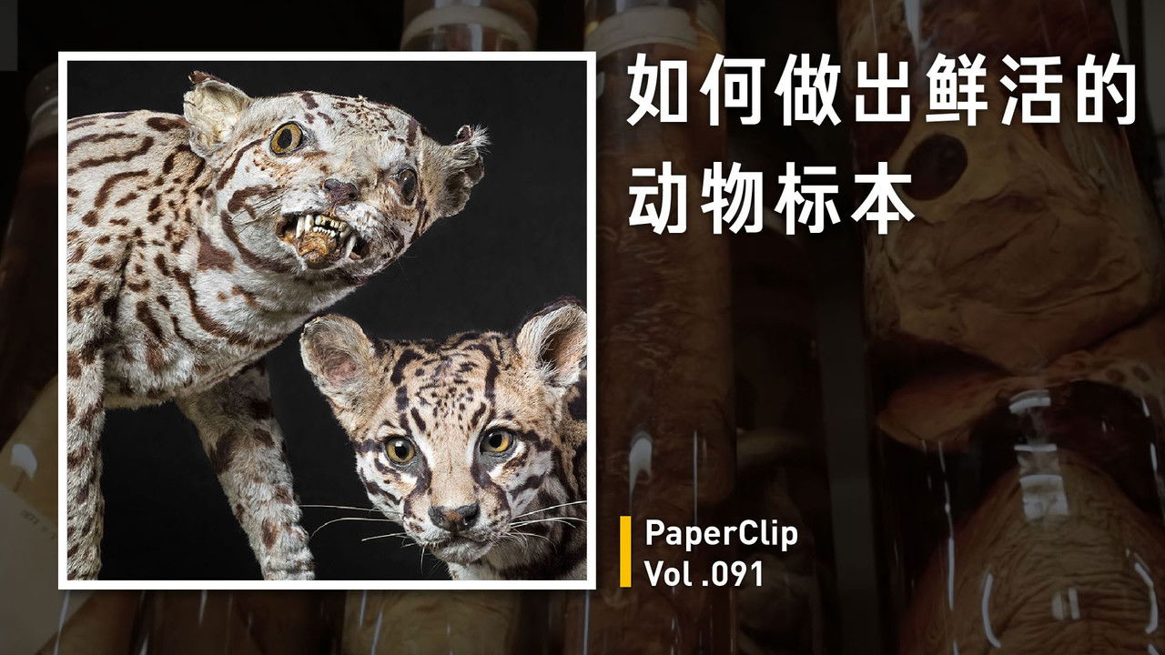 回形针PaperClip — Épisode 91