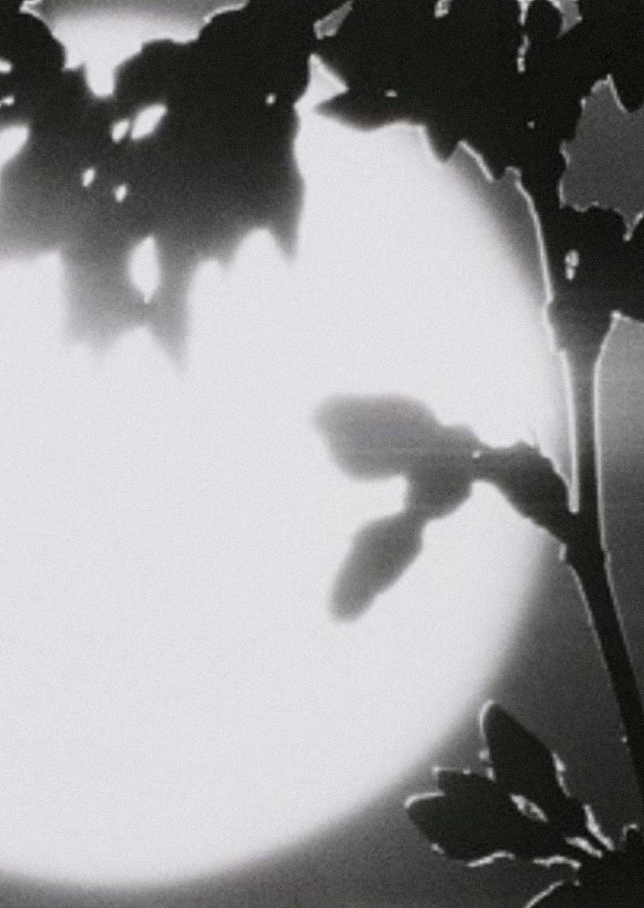 Flower in the Space