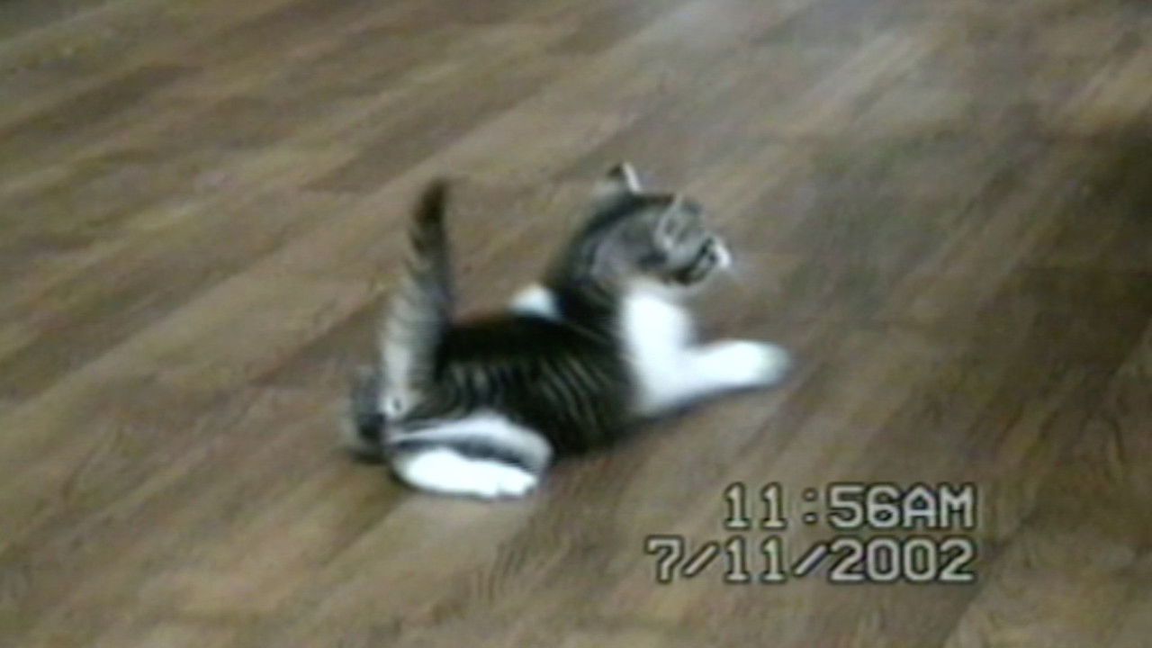 Funniest Pets & People — Épisode 1