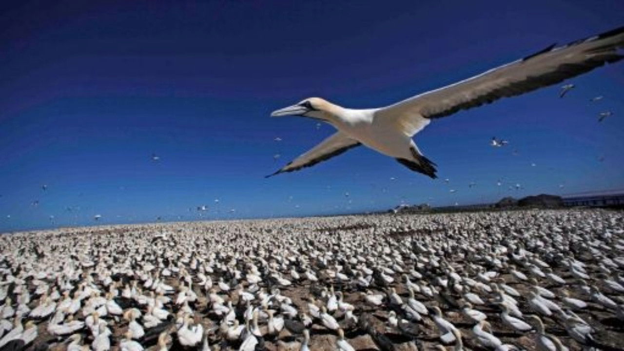 Nature - Season 32 Episode 2 : Earthflight: Africa