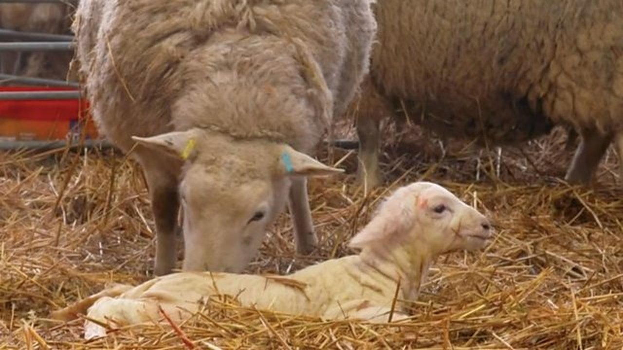 Lambing Special