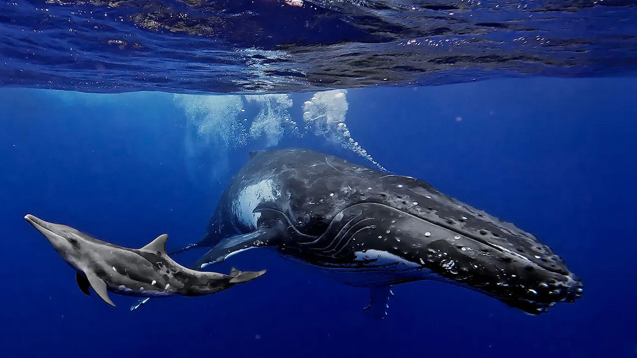 Expéditions Animales en Polynésie