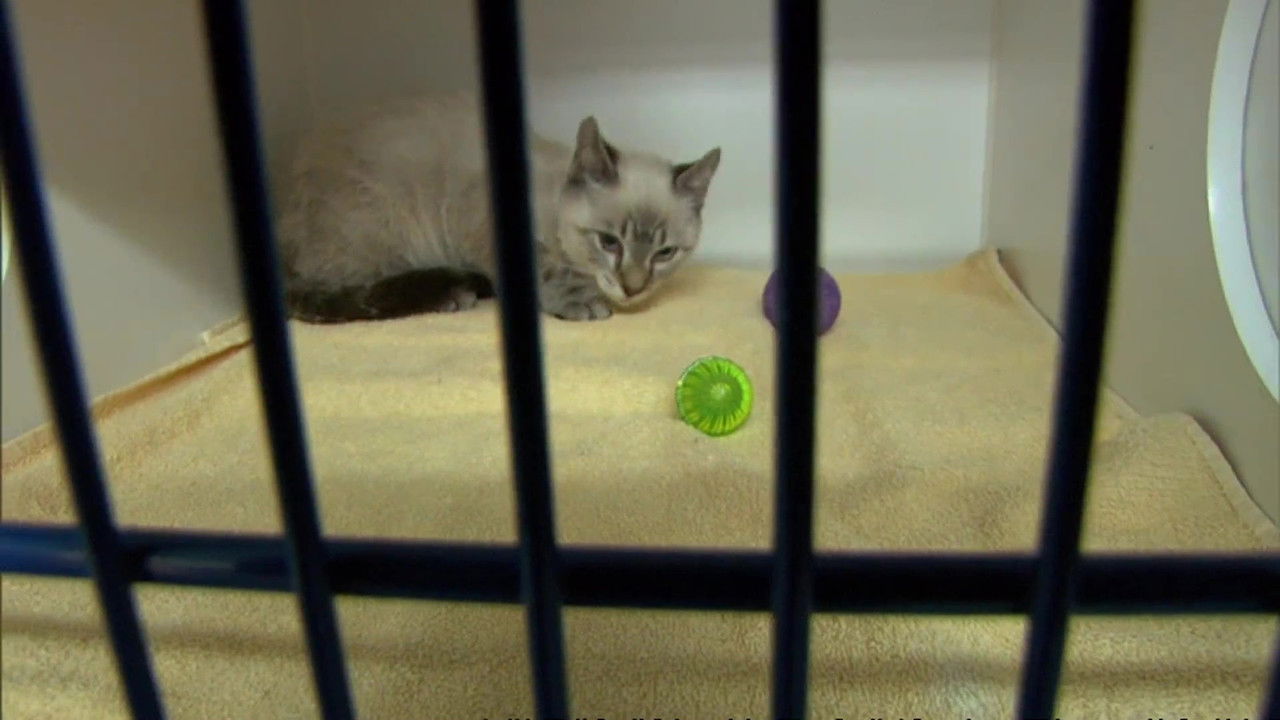 Animal Cops : Miami — Épisode 2