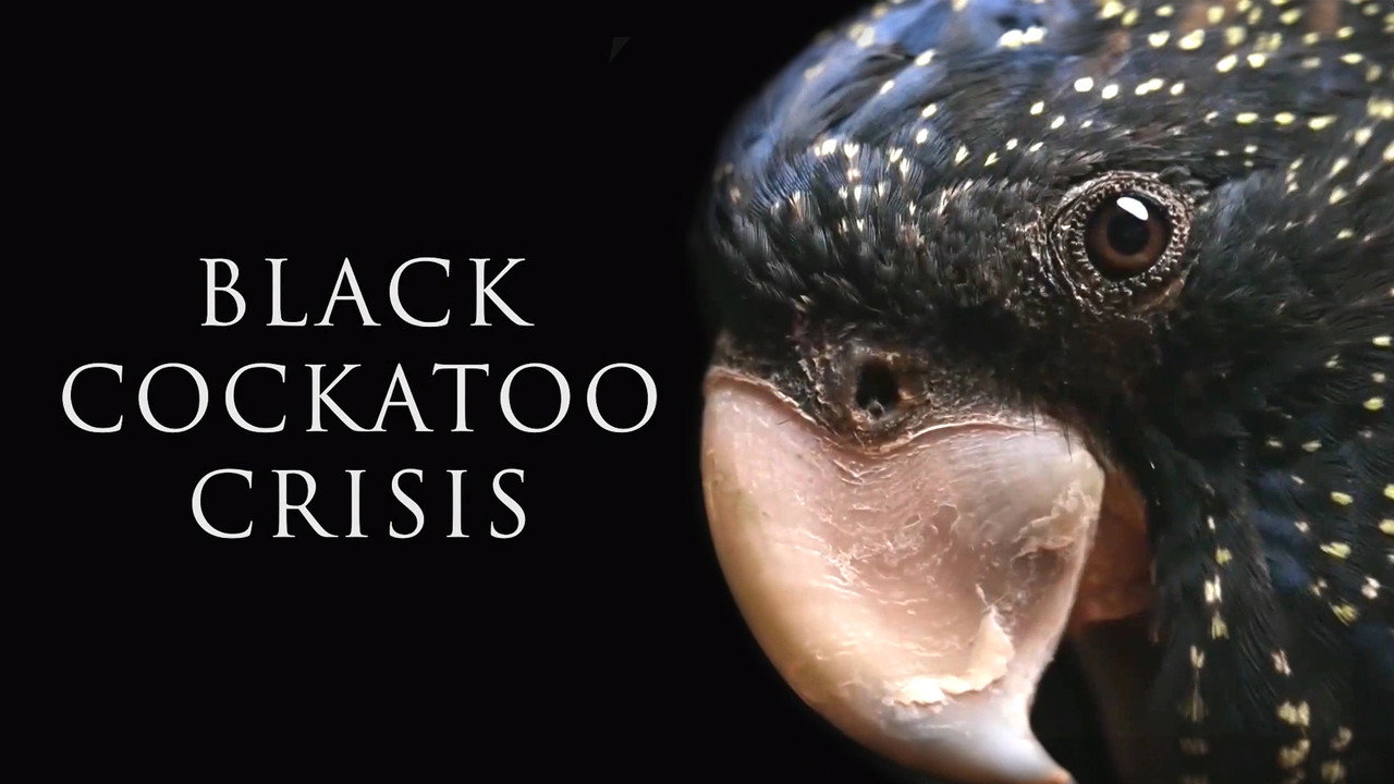 Black Cockatoo Crisis still 1