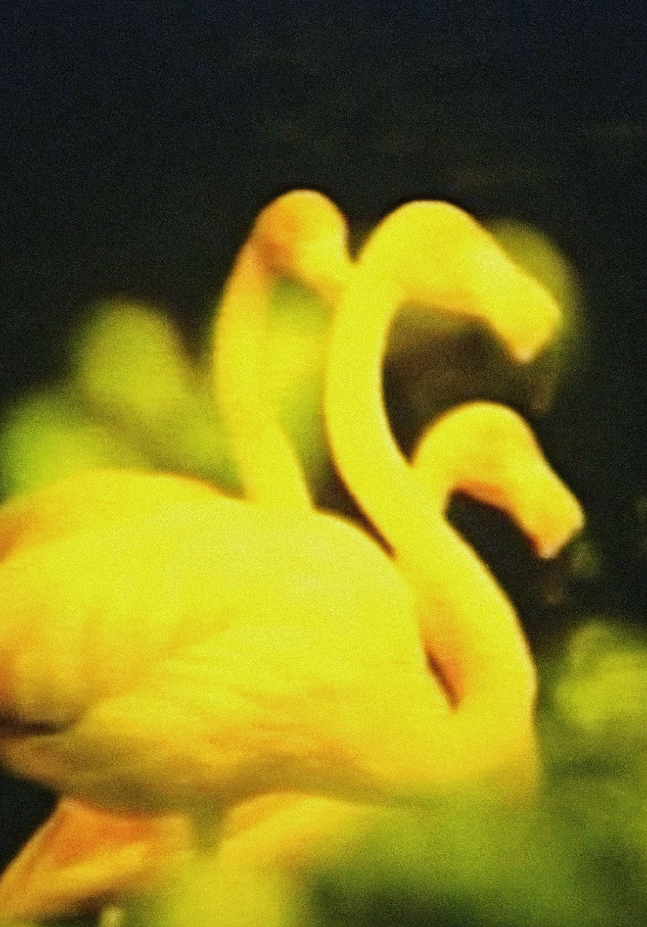 エリスの涙 filmaffisch
