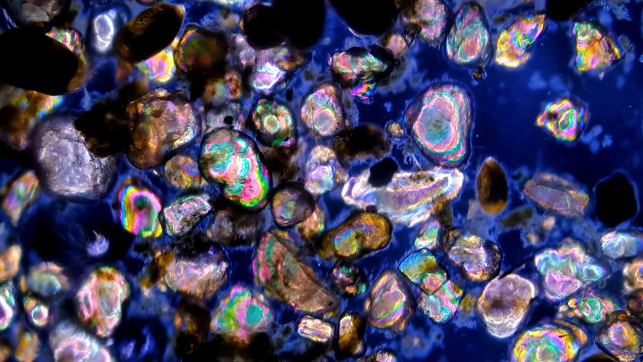 Journey to the Microcosmos — Épisode 10