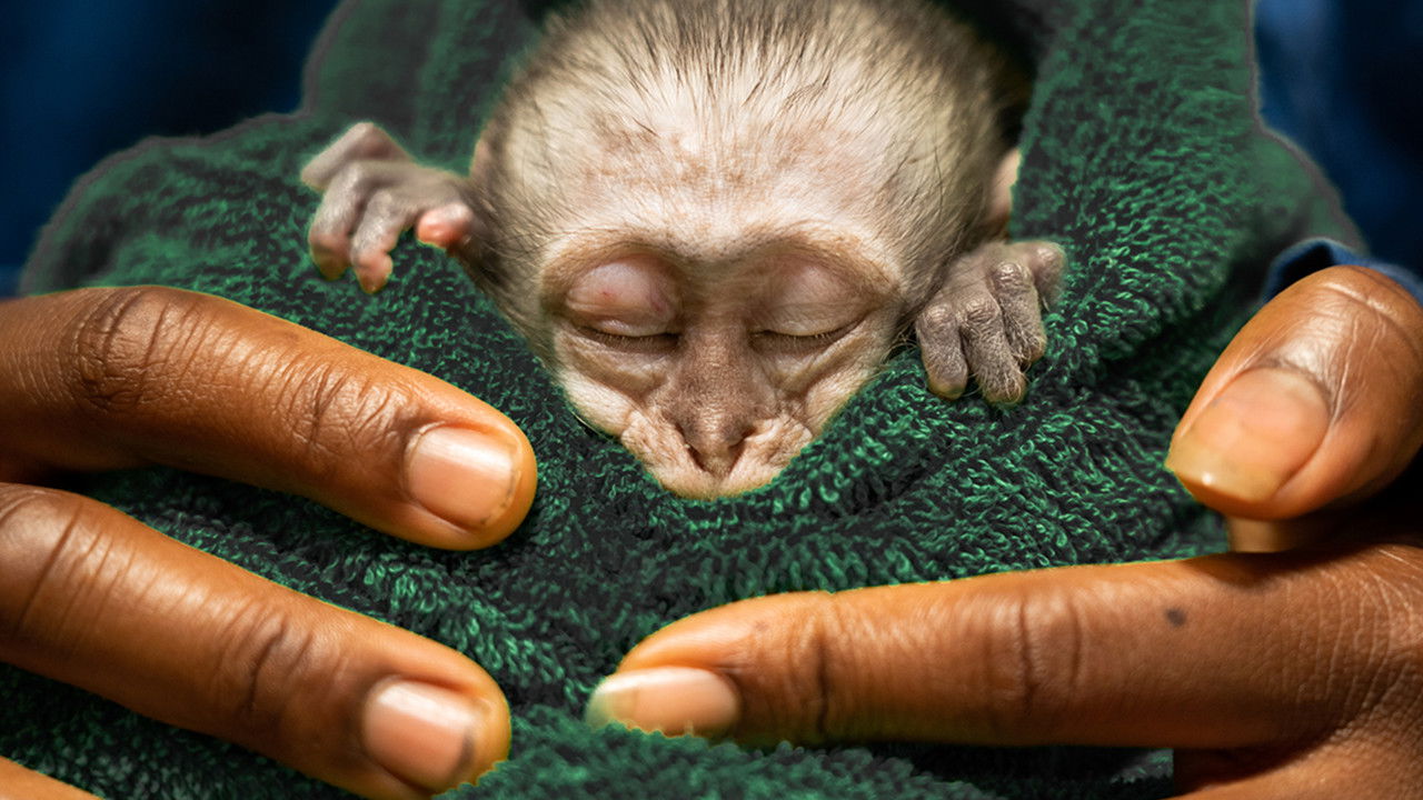 Malawi Wildlife Rescue background