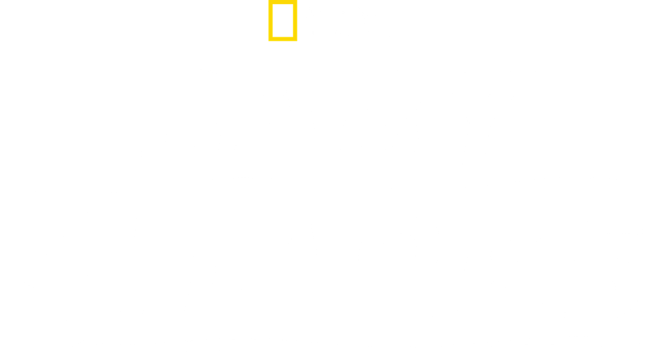 Baby Sharks