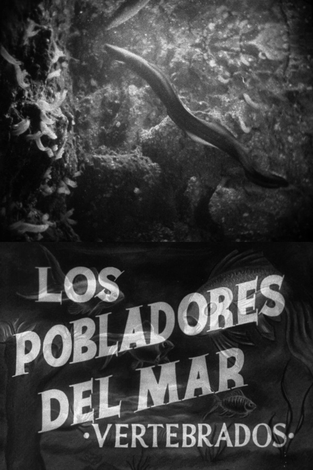 Pobladores del mar: Los vertebrados