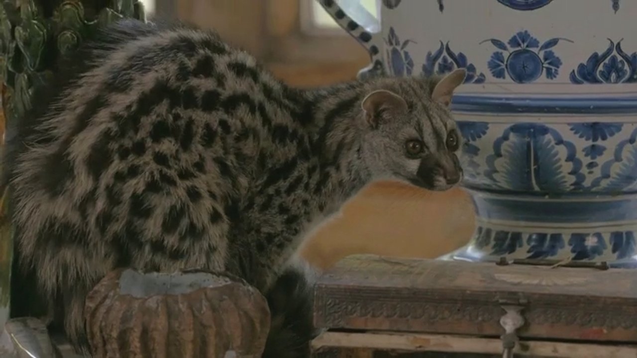 If I Were a Genet