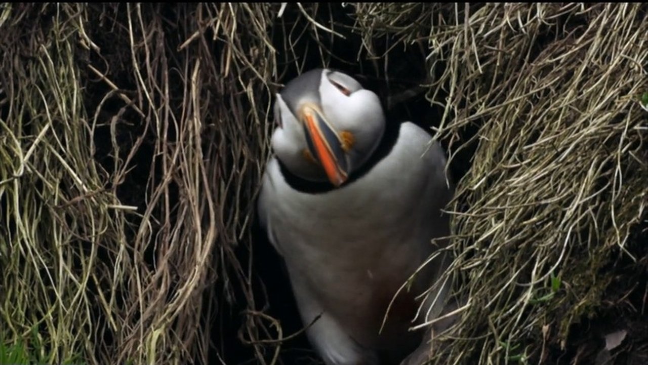 If I Were a Puffin