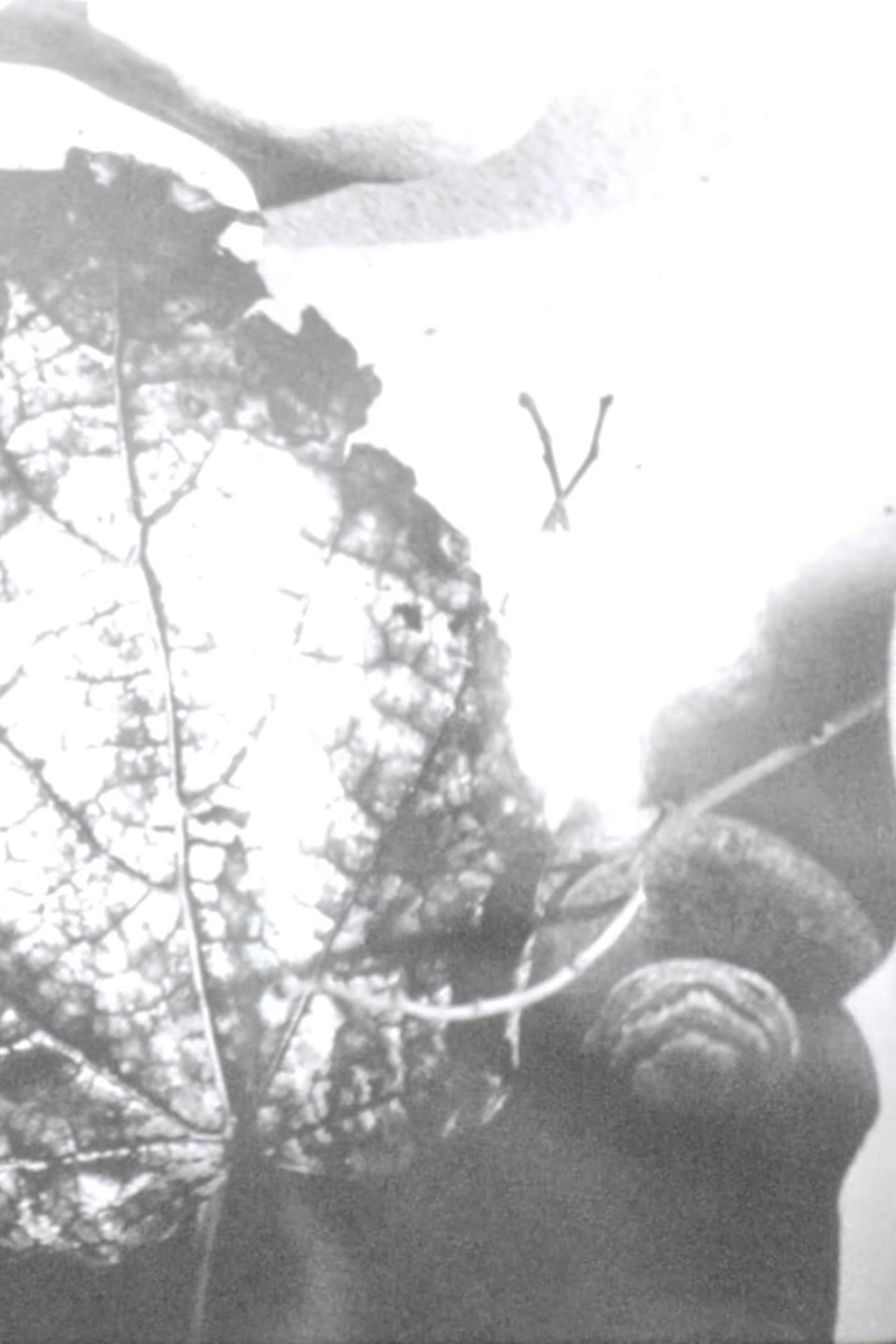 Gyorgy Kepes filmaffisch