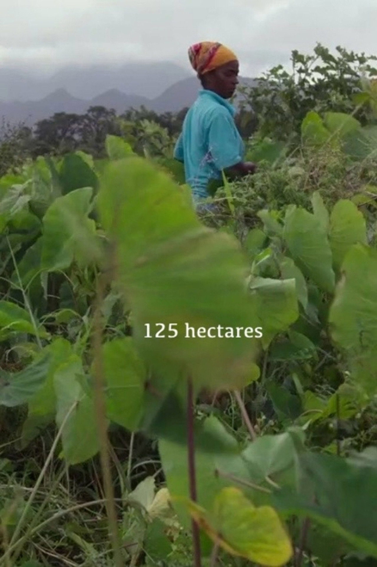 125 hectares