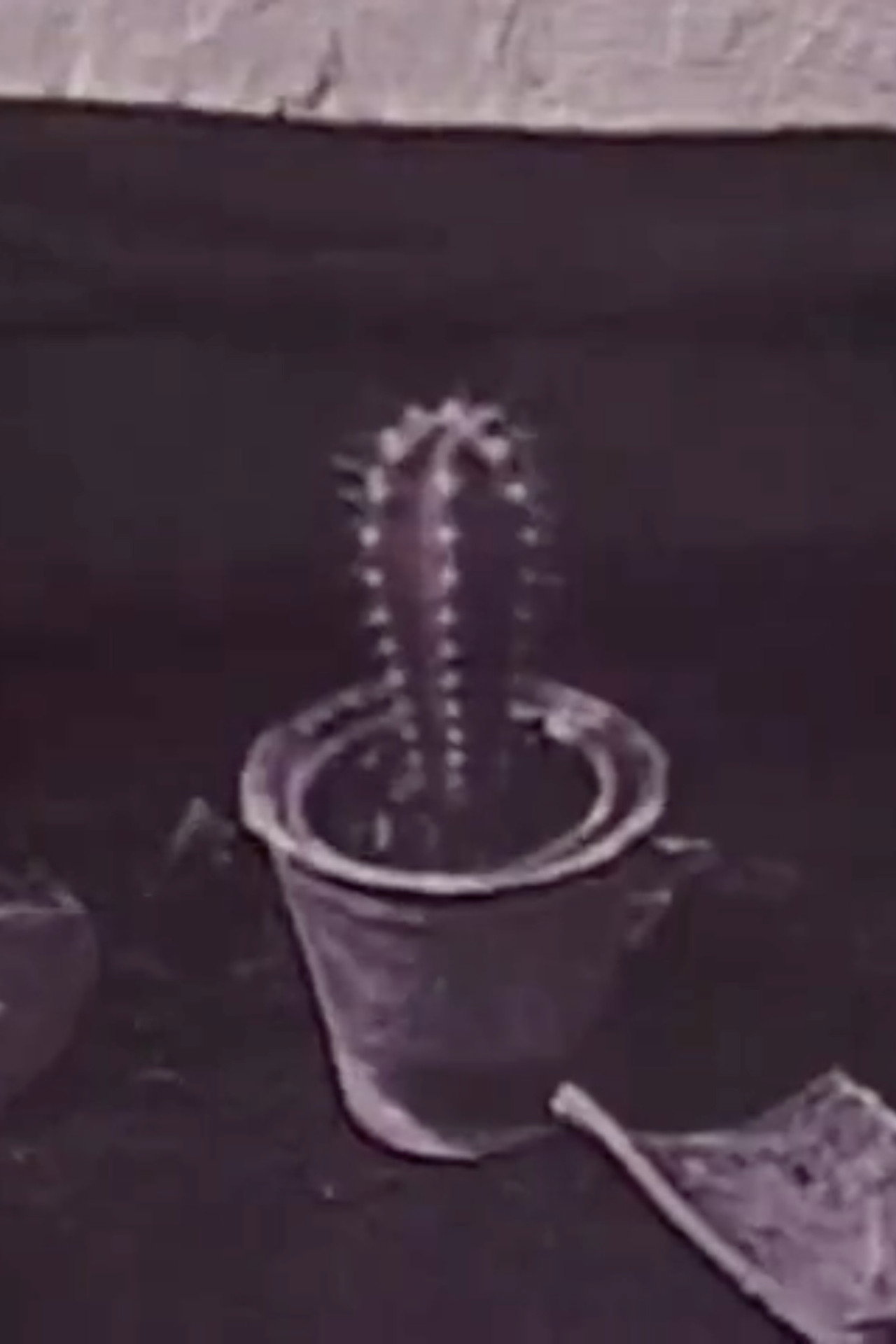 Cactus