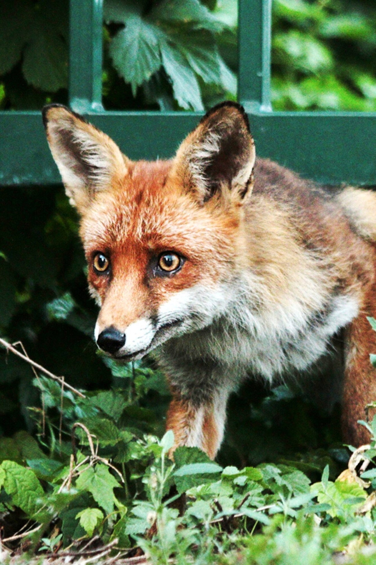 Berlin ganz wild filmaffisch
