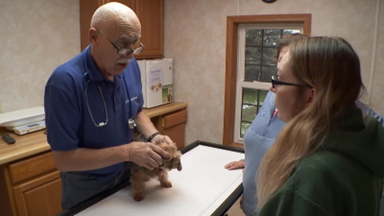 The Incredible Dr. Pol - Season 15 Episode 7 : Frankly My Deer...