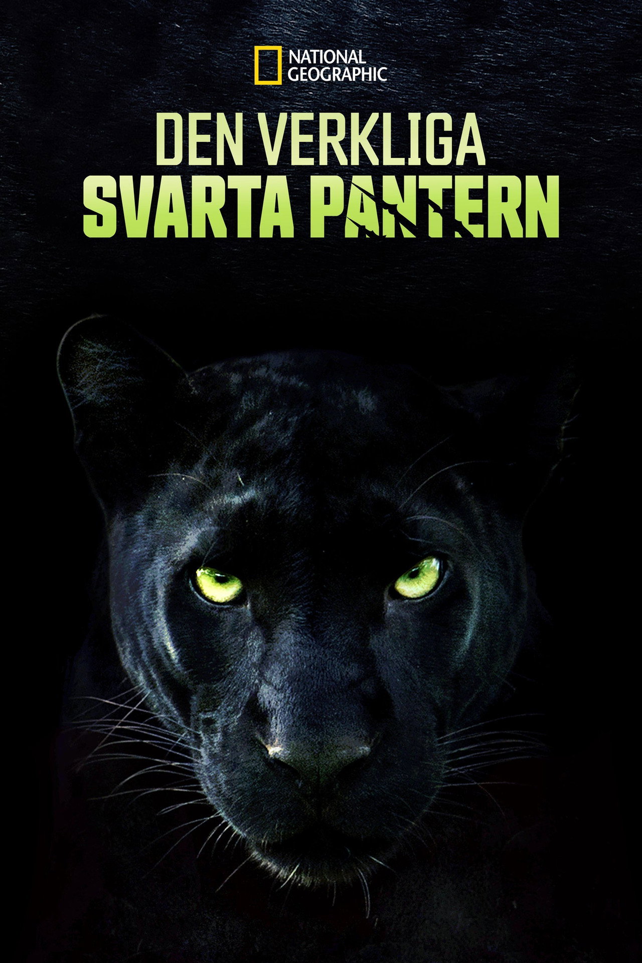 Den verkliga svarta pantern filmaffisch
