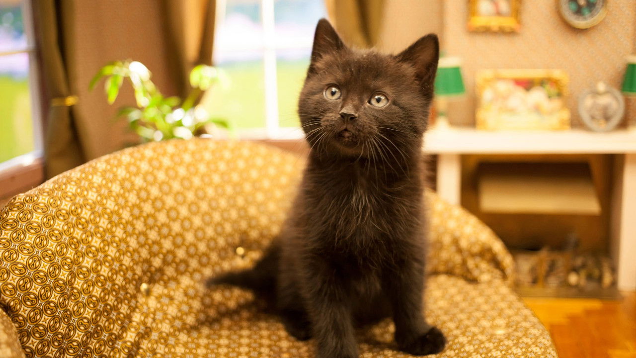 Poesjes — Épisode 10