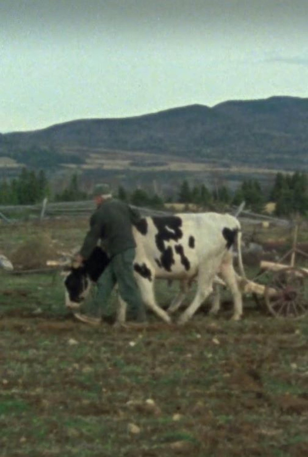 Les boeufs de labour filmaffisch