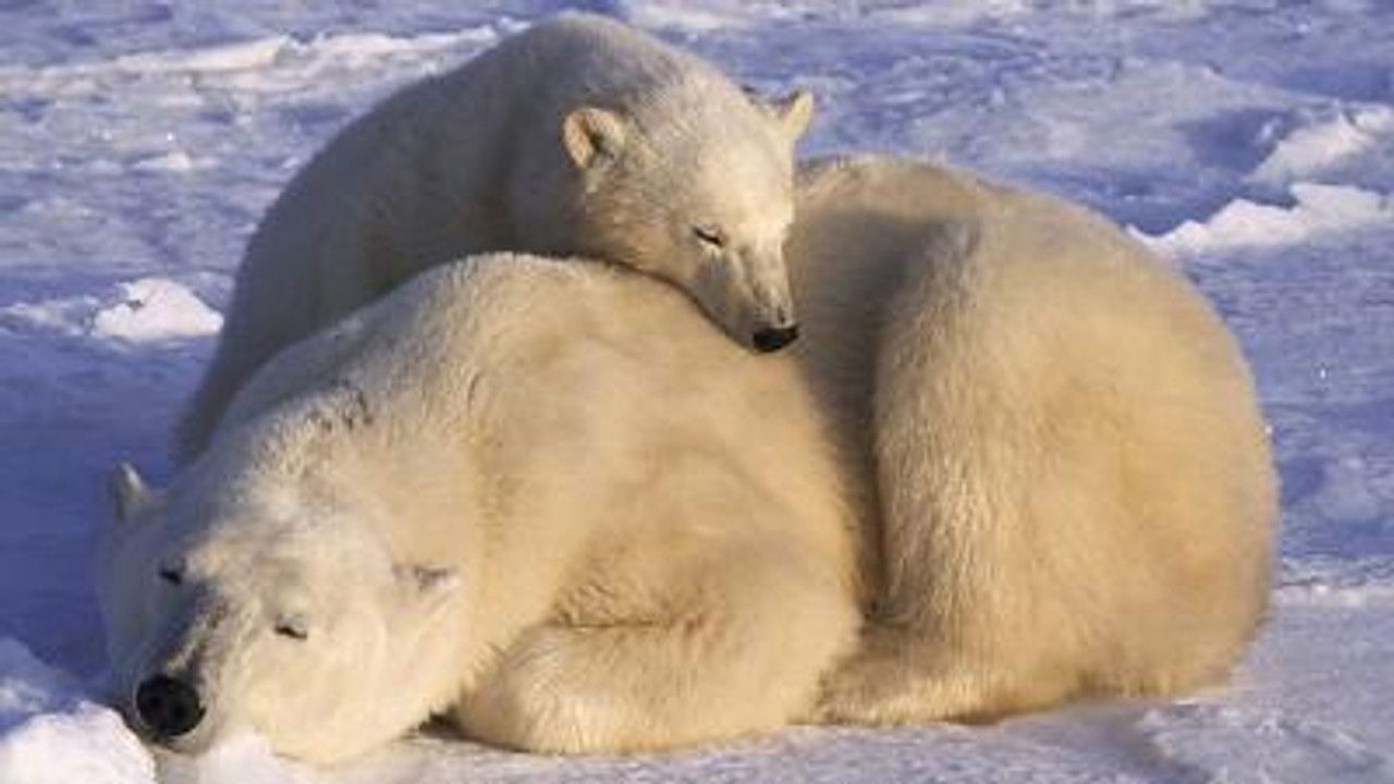 All About Animals — Épisode 6