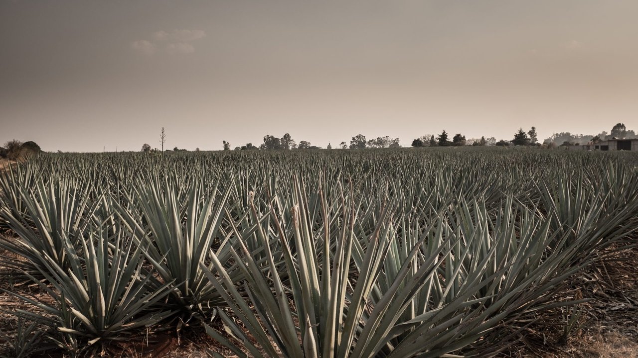 Agave: The Spirit of a Nation