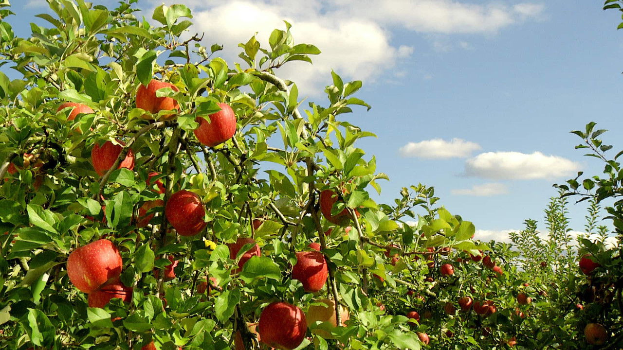 小さな旅 — Épisode 490