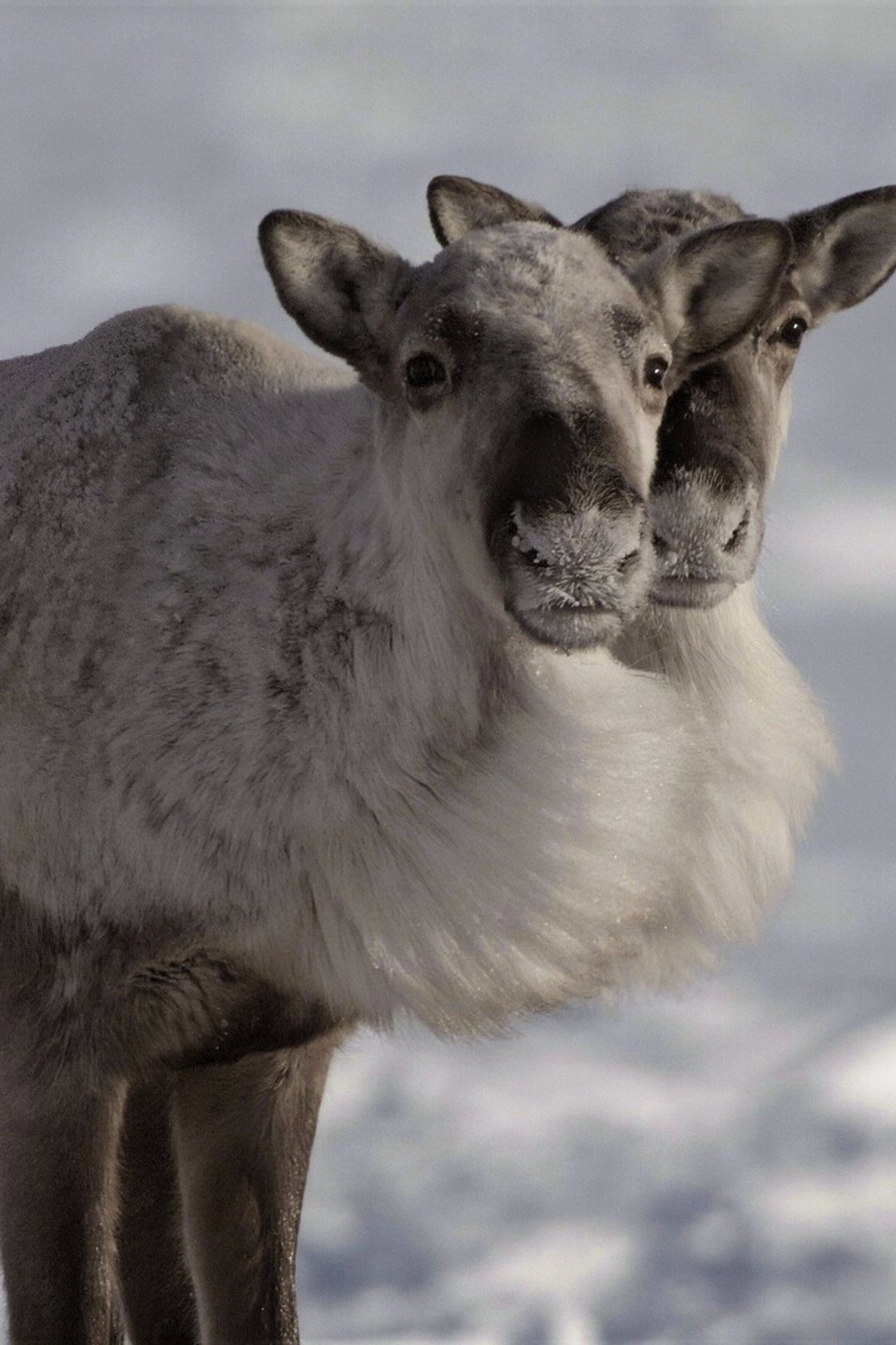 Caribou Nation filmaffisch