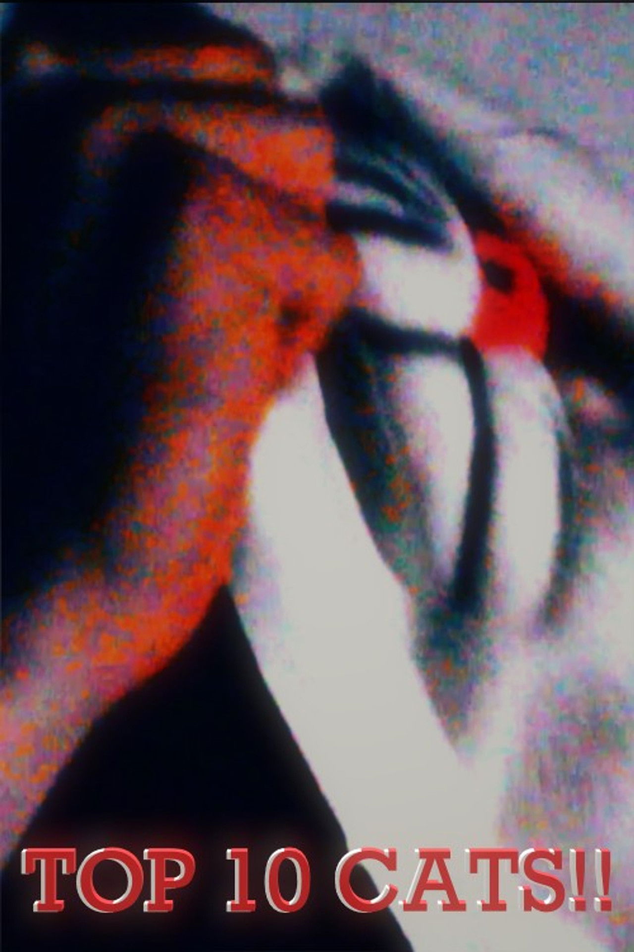 Top 10 Cats!! Backdrop