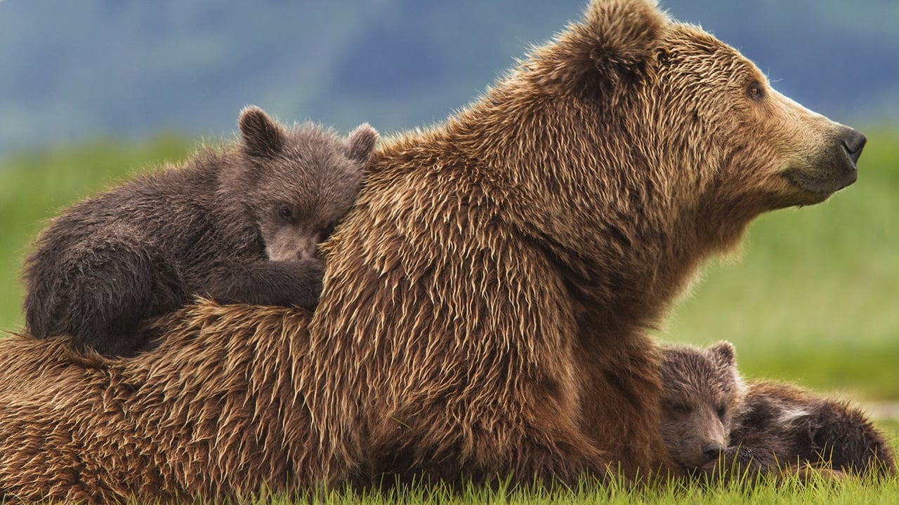 Cast and Crew of Bears